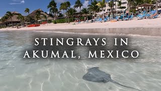 EXPLORING AKUMAL MEXICO // Snorkeling // Stingrays