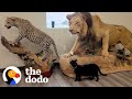 Shelter Cat Works At A Museum Now | The Dodo