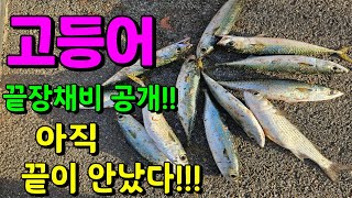 아직도 고등어 조업이 가능하다!! 최고의 채비법 공개!!