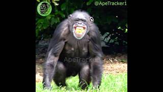 Chimp Temper Tantrum #shorts