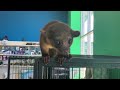 not your average pet meet a kinkajou in saginaw