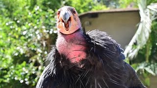 Hope the California Condor