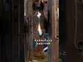 そろそろ僕の出番かな。 フィニッシュライン 那須 競技 馬場馬術 引退競走馬 ゼンライディングクラブ