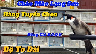 13-1. CHÀO MÀO LẠNG SƠN. HÀNG TUYỂN CHỌN. ĐỒNG G.I.Á 8.0.0.K. BỘ TO DÀI LÔNG MỎNG. HÀNG TIỀM NĂNG