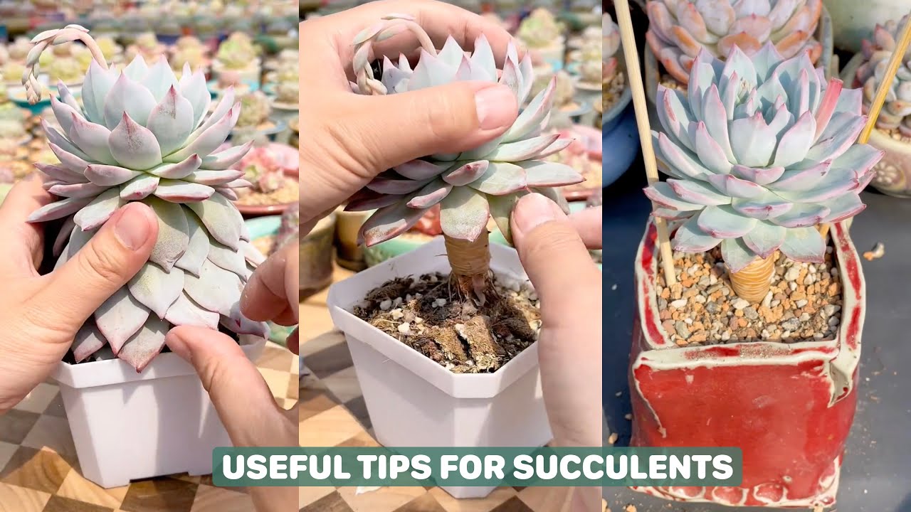 Discover The 5 Minute Trick To Keep Your Succulents Alive 다육이 多肉植物