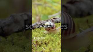 Snail Secrets ; From Egg to Escargot!!#facts #animals #animalfacts #anime#shortsvideo #shots#shorts