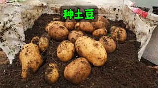 种土豆芽点朝上还是朝下？盆栽土豆3个方面 土豆种植小技巧