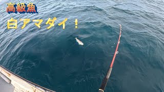 船からの鯛ラバでアオハタ、エソ、ホウボウ、白甘鯛！午前中の成果　釣り日記　vol.57 fishing