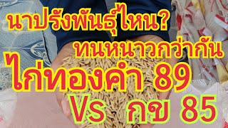 นาปรังพันธุ์ไหน ทนหนาวกว่ากัน?? ...ไก่ทองคำ 89  vs  กข 85  🌾🌾 สนใจพันธุ์ข้าว 0899428684