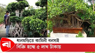 ধানমন্ডিতে কামিনী বনসাই বিক্রি হচ্ছে ৫ লাখ টাকায় | Bonsai Tree | Protidiner Bangladesh