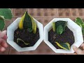 2 ways to propagate snake plant from leaves without risk of rot 100% successful