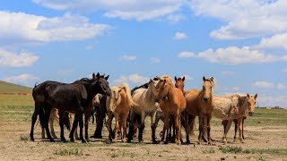 [ MONGOLIA PHOTO TRIP ] 7박8일 출사투어 마지막 출사 일정