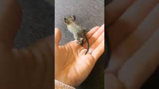 Sweet little Baby Degu 💕😍🙈 DAY 6‼️so cute‼️‼️#funny #animals #degu #shorts