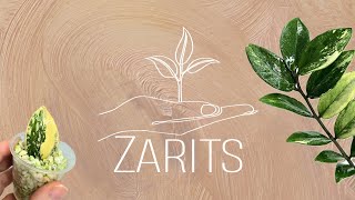 Comment bouturer une zamioculas ( zz plant ) avec zarits !