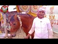 ब्रह्मपुर मेला में आए खास नस्ल के घोड़े जानें खुबियां badal ghora brahmpur mela 2023 horse race