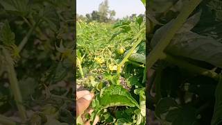 Amazing tomato field #shorts