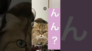 【ミヌエット】ん？猫吸いされても携帯が気になる猫