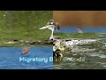 صوت الحذف الصيفي شترف garganey sound