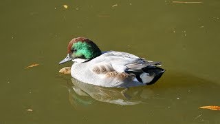 向陵公園（感謝古墳）の鴨（２０１７年１１月２１日）