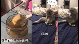 當貓吃了臭豆腐之後!!Funny fun collection.