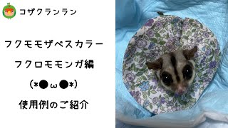 【フクモモザベスカラー】使用例紹介　フクロモモン　マルちゃん　sugarglider　糖滑翔機　エリザベスカラー　自咬　Elizabethan collar