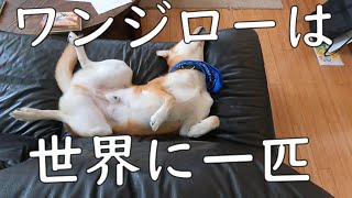 「保護犬は止めとけ」という動画を見て思ったこと