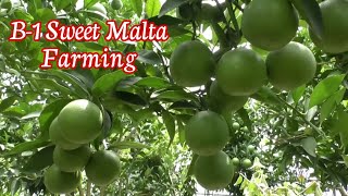 B-1 Sweet Malta Farming in India || Now Best Verity in Mosumbi Plant