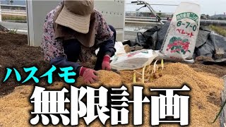 酢の物にすると美味しいリュウキュウ【ハスイモ】１回植えると無限に栽培できます