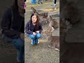 鹿に愛情たっぷりの外国人観光客🫎奈良公園 nara park deer 🦌 japan