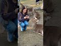 鹿に愛情たっぷりの外国人観光客🫎奈良公園 nara park deer 🦌 japan