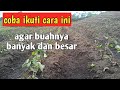 CARA AGAR UBI JALAR BERBUAH LEBAT DAN BESAR | BUDIDAYA UBI JALAR