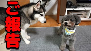 【ご報告】最後に皆さまへお知らせがあります。ハスキー犬と保護犬トイプードル