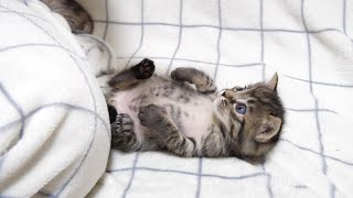 お腹いっぱいになった子猫が幸せそうな顔でへそ天ぽーす【赤ちゃん猫　保護猫】