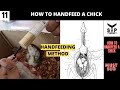 How to handfeeding a small conure chick | tamed birds | birds farm tamil | svp birds farm