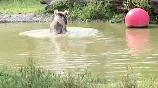 Syrian brown bears are the only bear in the world to have white claws.