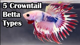 Types of Crowntail Betta Fish