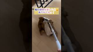 4つ子のポメックスとクイックルワイパー！生後６２日No.67