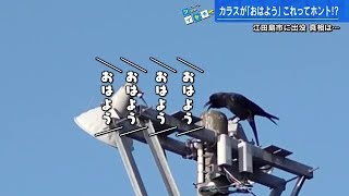 「おはよう」と鳴く鳥　江田島市の港に出没　その真相は…広島 (2023/03/08 18:32)