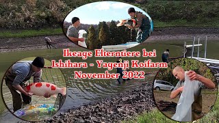 Ikeage der Elterntiere bei Ishihara (Yagenji) November 2022 | Abfischen | Koi Bauer