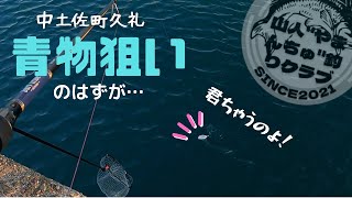 #72  中土佐町久礼に青物はいつやってくる？　近くには来てるはずなんですが