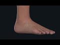 Ankle and foot functional anatomy for students