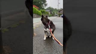 【大雨】大雨警報出てるから、気をつけて散歩してね #大雨 #柴犬 #黒柴