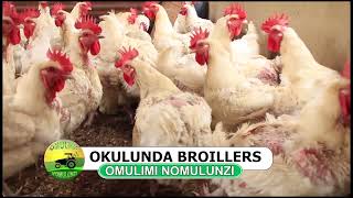 Okulunda broillers