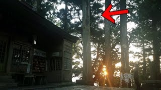 long‐nosed goblin flying through trees ! Worshiping a rural shinto shrine of japan.