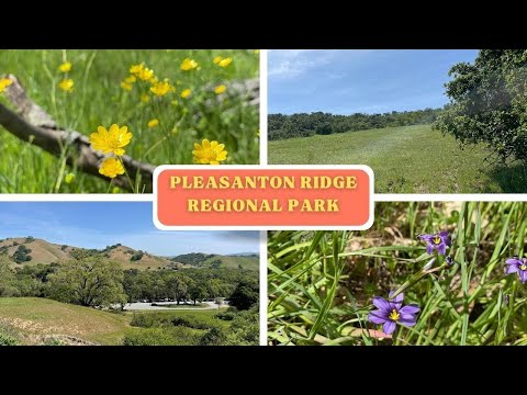 Where was Pleasanton hiker?