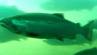 Huge salmon @ the Bonneville Dam swimming through the ladder.