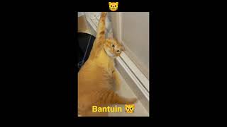 kucing oren😾liatin aja bantuin si babu ini, funny cat, cat lovers