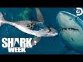 Most Wild Moments from Shark Week: Belly of the Beast: Feeding Frenzy 2023 | Discovery