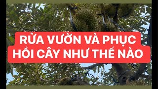 RỬA VƯỜN VÀ PHỤC HỒI SAU THU HOẠCH - VTNN 3 SIÊU #ANPHATNONG #SAURIENG #CAYANTRAI