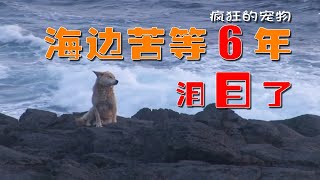 被人遗弃的狗狗，在海边苦等主人6年，守候2000多个日夜